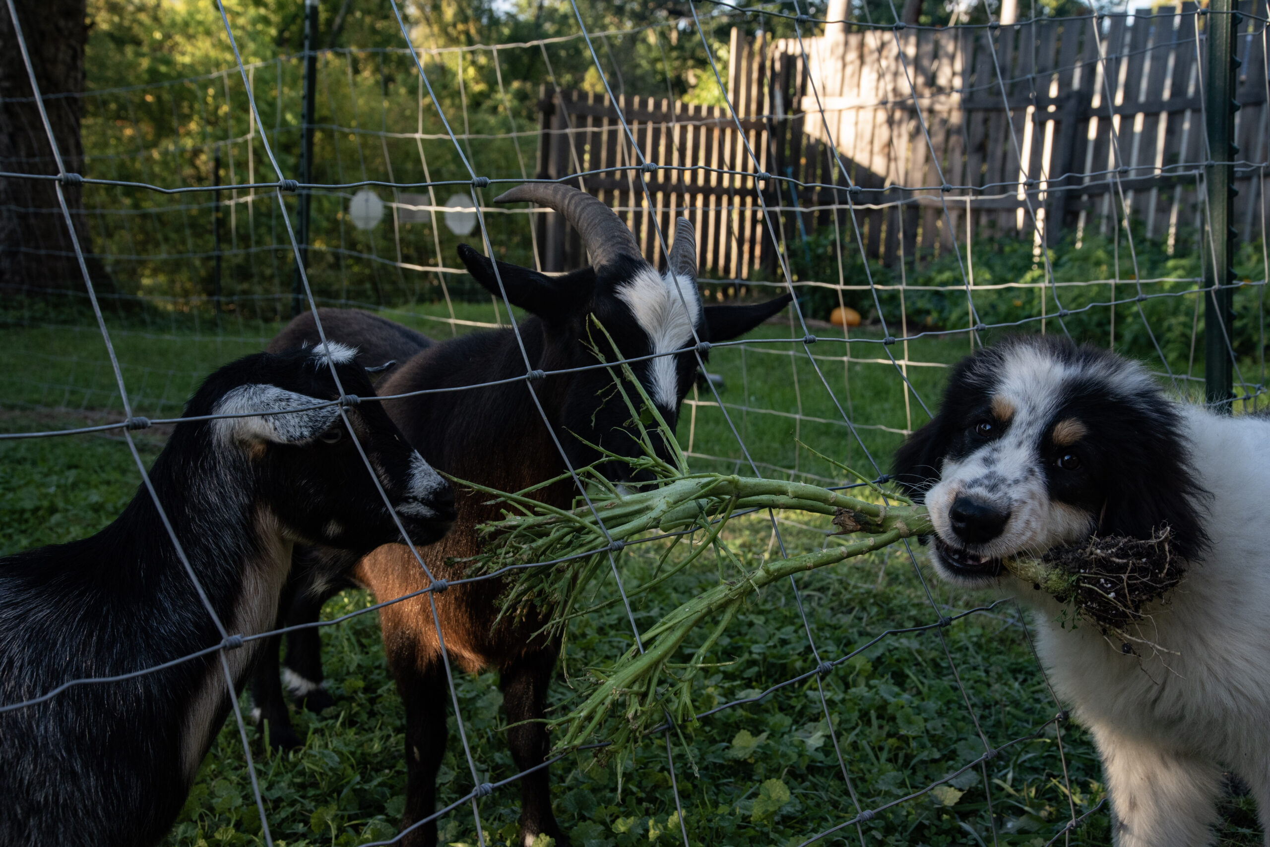 Pine Spring Puppies
